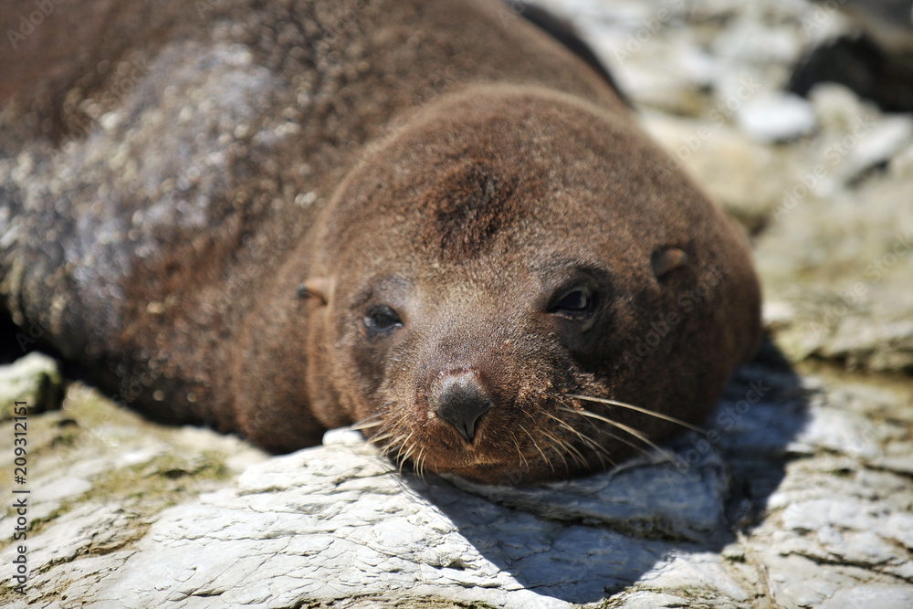Fototapeta premium The sea lion is basking in the sun on a rocky shore