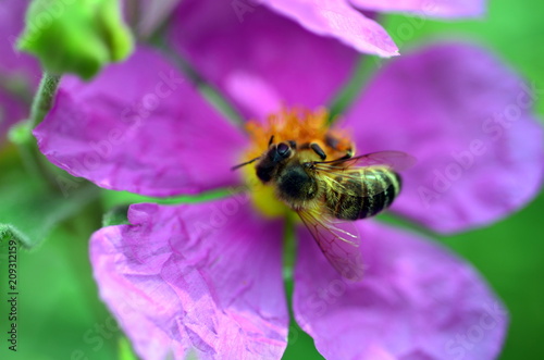 Biene auf einer lila Blüte