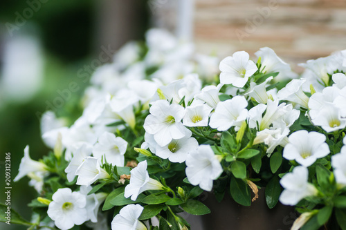 Leptokarya, Greece - June 09, 2018: Beautiful white flowers plants Petunia 