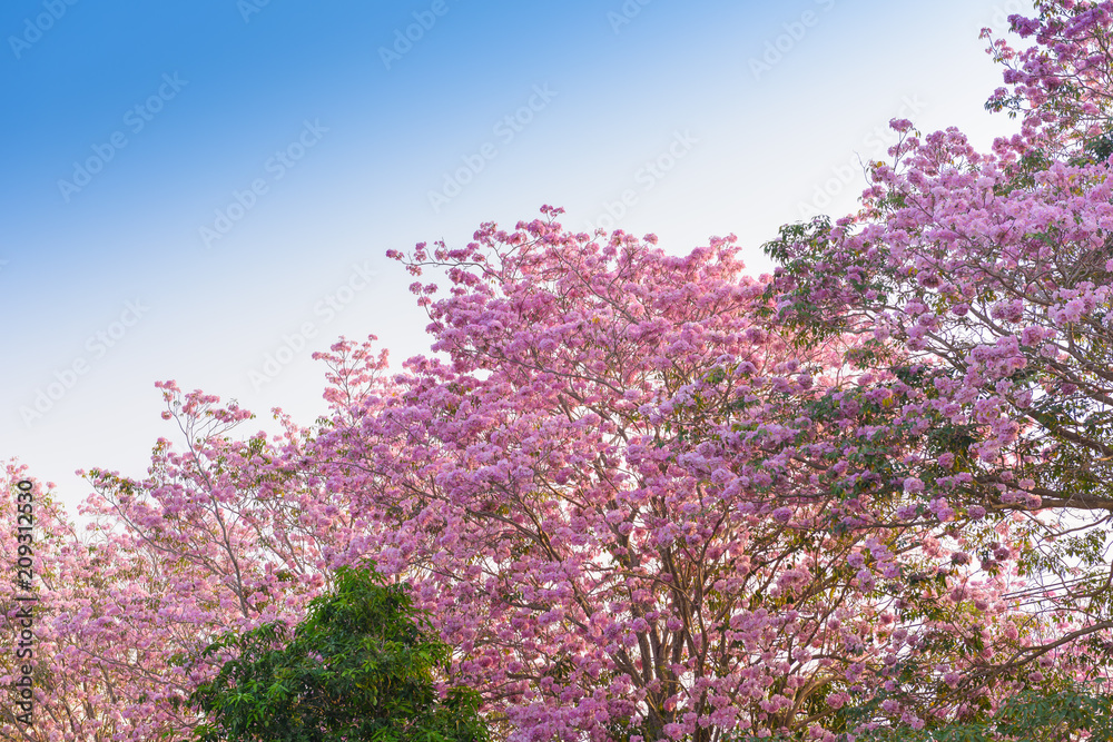 Tabebuia rosea is a Pink Flower neotropical tree Tabebuia rosea is a Pink Flower neotropical tree
