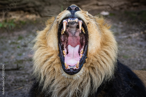 Asiatic lion yawning
