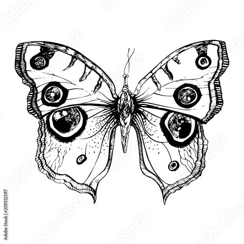 Naklejka Ręcznie rysowane szczegółowe motyl. Odizolowywający na białym tle, wektorowy insekt, monochromatyczna ilustracja