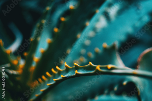 Leaf with green thorns of an aloe vera