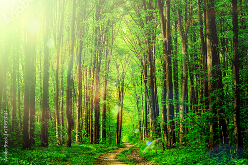 forest trees. nature green wood sunlight backgrounds. sky