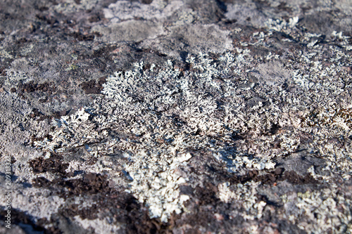 lichen and moss on stones