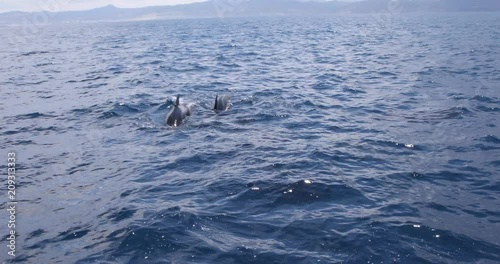 pilot whales, cetaceans in the family Globicephala, or blackfish, swimming in the ocean Atlantic, in Strait of Gibraltar, next to Mediterranean Sea, between Spain and Morocco, Europe and Africa 
