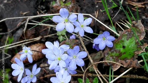 Spring flowers Europe. Noble mayflower (Hepanca nobilis).  photo