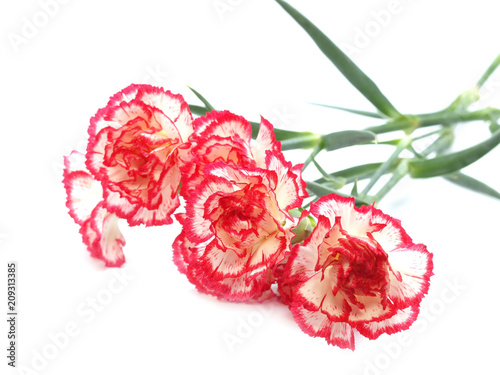 Fototapeta Naklejka Na Ścianę i Meble -   Flower carnations