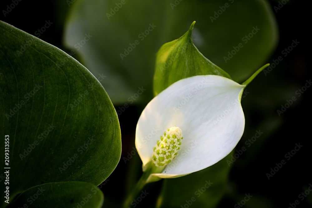 Fototapeta premium Bog arun, Calla palustris