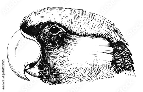 black cockatoo - Calyptorhynchus #vector #isolated - Rabenkakadu Papagei