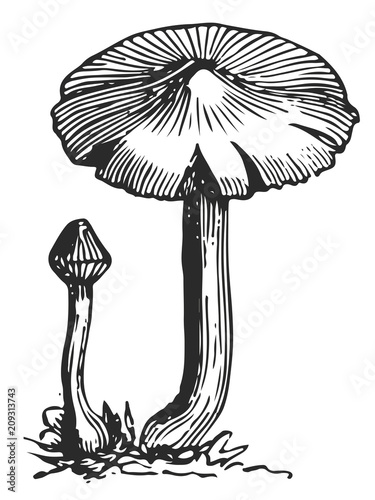 Mushroom - fungi #vector #isolated - Pilz