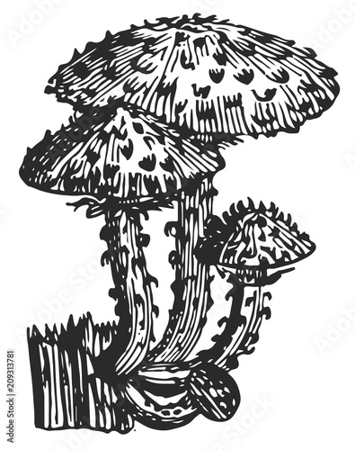 Mushroom - fungi #vector #isolated - Pilz