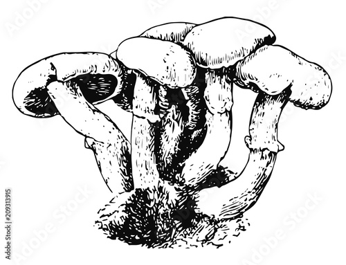 Mushroom - fungi #vector #isolated - Pilz