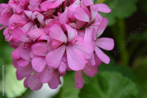 Raspberry flowers of geranium on a green background of a flower leaf