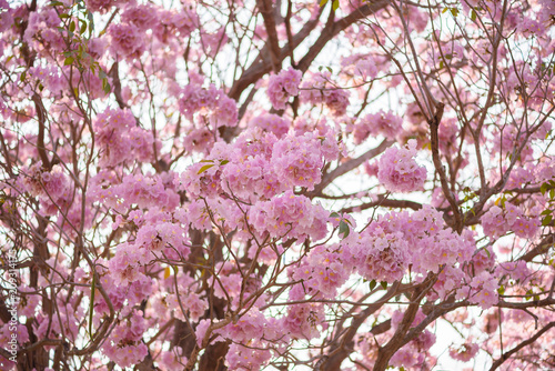 Tabebuia rosea is a Pink Flower neotropical tree photo