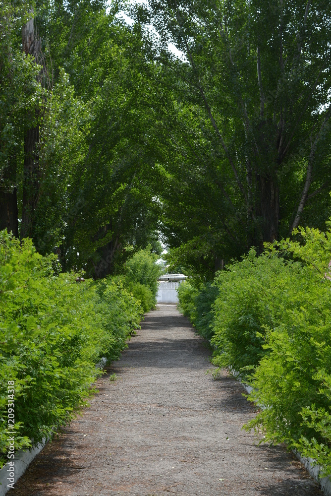 alley and concrete white curbs with beautiful bushes and green poplar trees