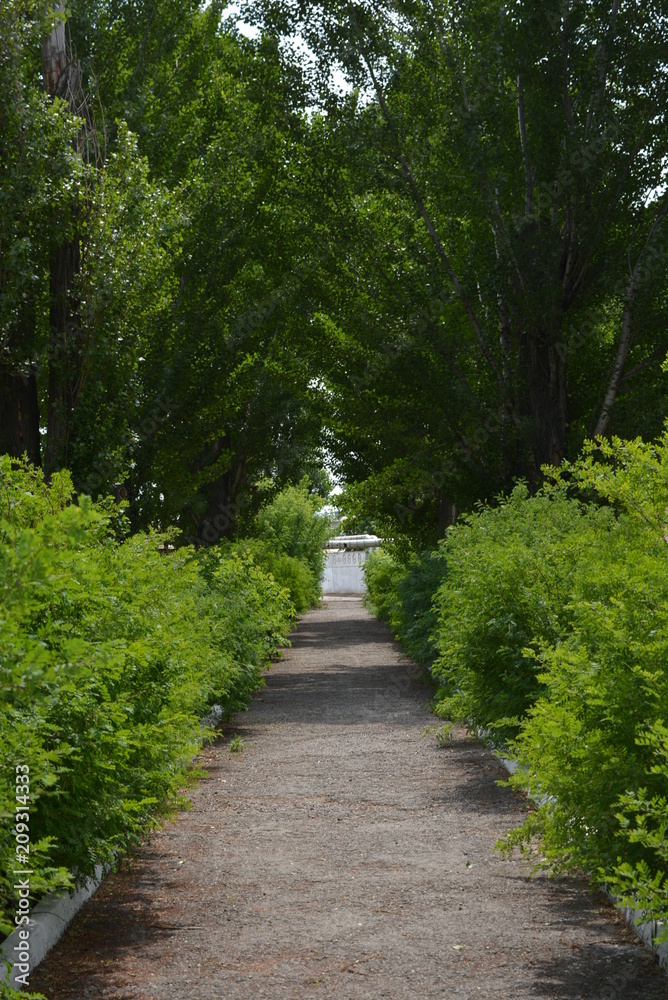 alley and concrete white curbs with beautiful bushes and green poplar trees