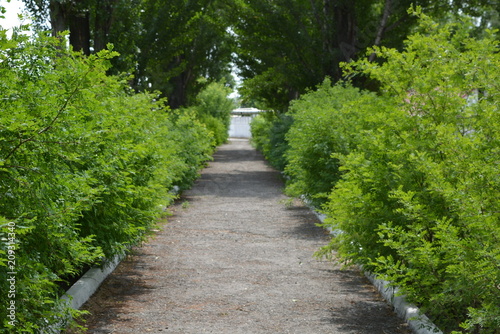 alley and concrete white curbs with beautiful bushes and green poplar trees