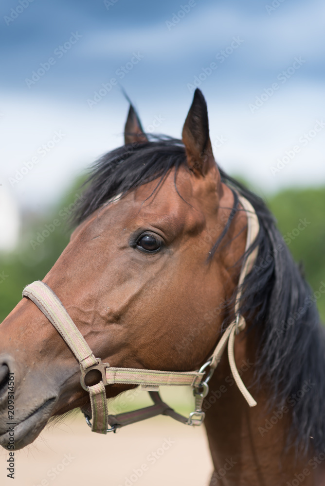 Portrait of nice quarter horse Portrait of nice quarter horse