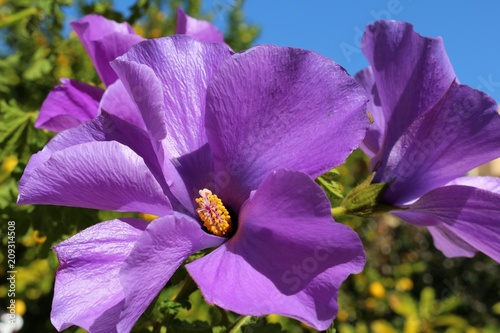 Bright purple blossoms of Australian native hibiscus (Alyogyne huegelii) photo