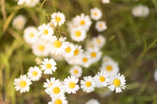 Fototapeta Naklejka Na Ścianę i Meble -  White daisy on green field. selective focus