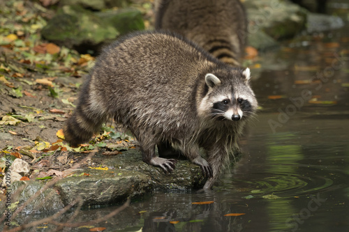 Some raccoons play outside by the water
