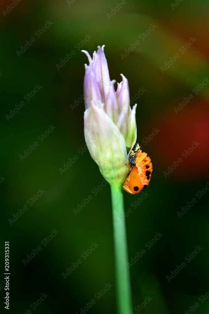 Obraz premium Eine Larve eines Marienkäfers an einer Schnittlauchblüte