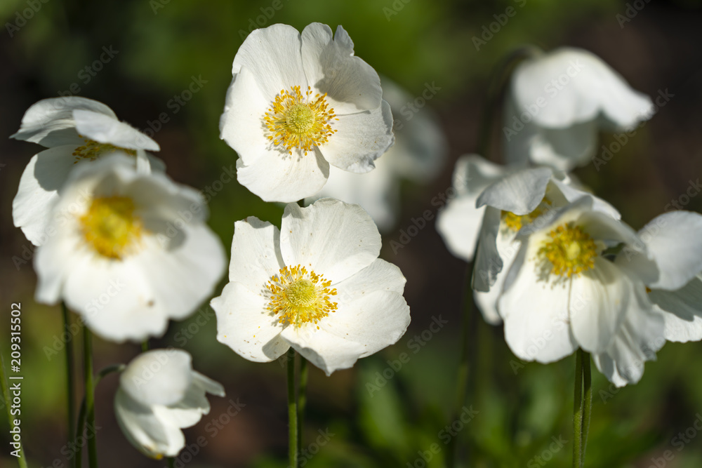 Anemone silvestris close-up Anemone silvestris close-up