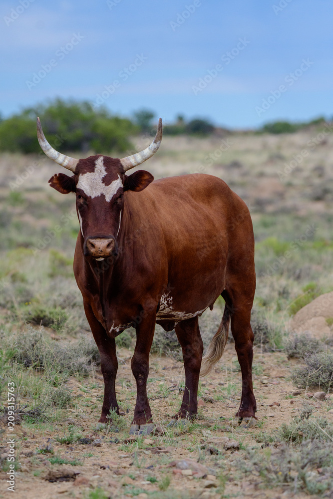 Nguni cattle Nguni cattle