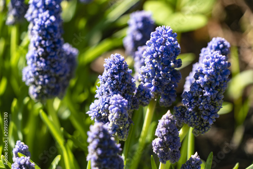 Muscari Armenian in the sun