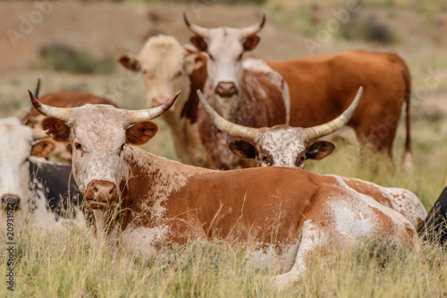 Nguni cattle photo