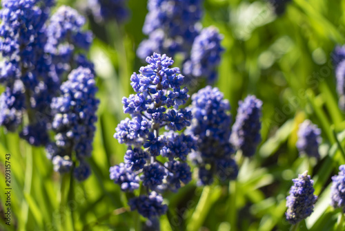 Muscari Armenian close-up