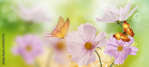 Beautiful flowers with butterfly on abstract  spring nature background
