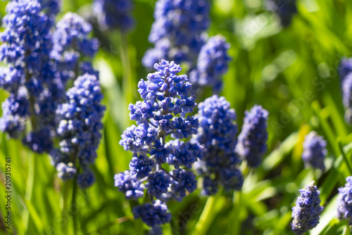 Flowers Muscari