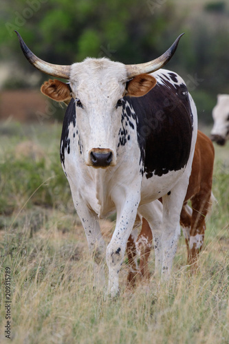 Nguni cattle