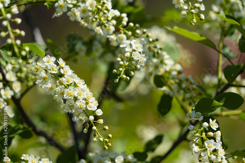 Young bird cherry