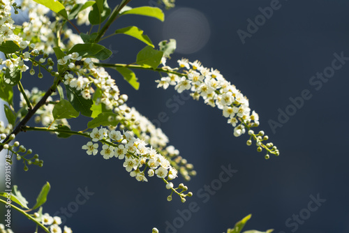 Young bird cherry in the sunlight