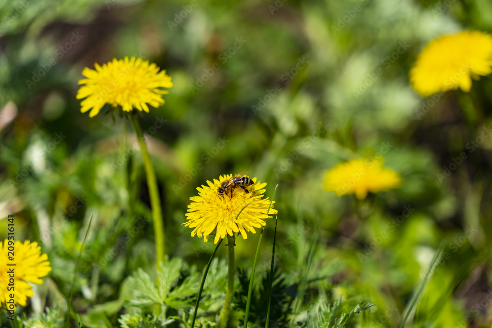 The bee pollinates the flower The bee pollinates the flower