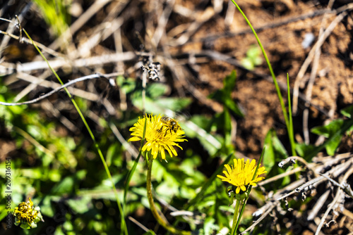 The bee soared from the flower