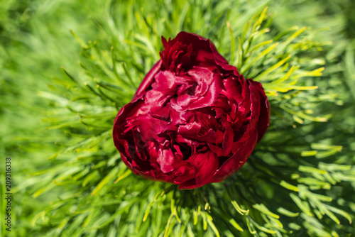 Large flower of narrow-leaved peony