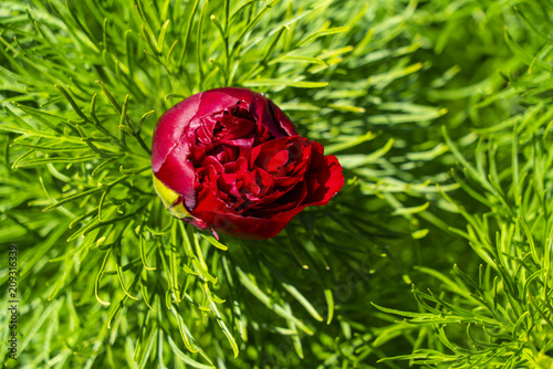 Flowering of the narrow-leaved peony