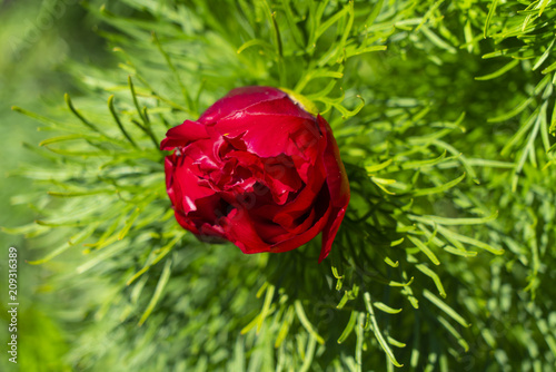 Peony angustifolia is beautiful