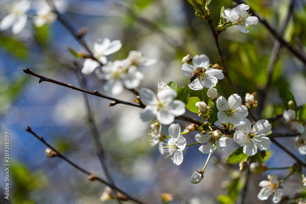 The bee pollinates the cherry The bee pollinates the cherry