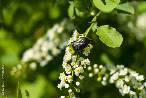 beetle Bronze weave nectar