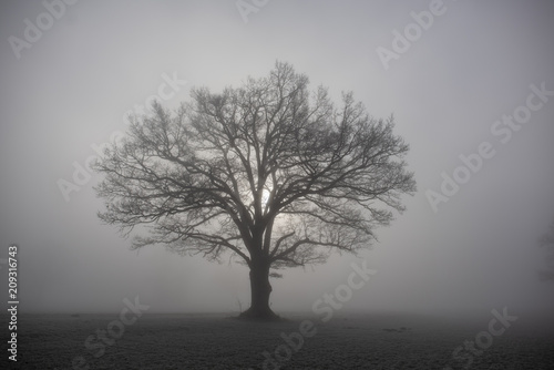 Obraz Drzewo w mgle z słońcem na polu w zimie