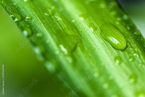 close up view of green leaf with water drops on blurred background