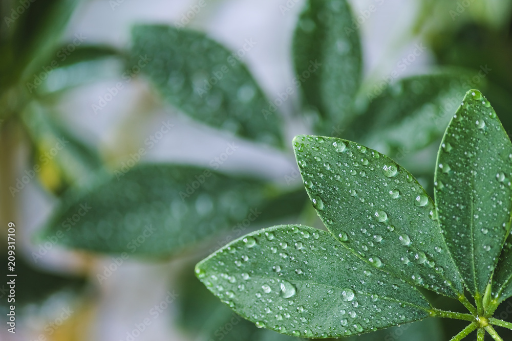 close up view of schefflera with green leaves and water drops on blurred background close up view of schefflera with green leaves and water drops on blurred background