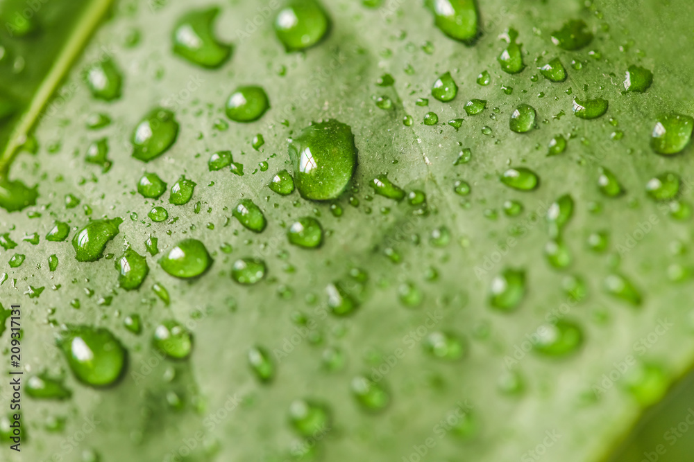 close up image of green leaf with water drops