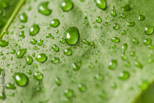 close up image of green leaf with water drops