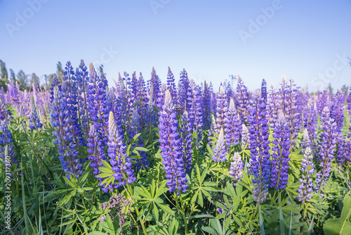 Lush flowering of beautiful lilac flowers of lupines in the wild. 